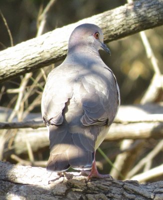 White-Tipped Dove