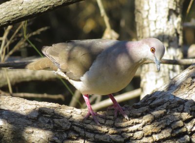 White-Tipped Dove