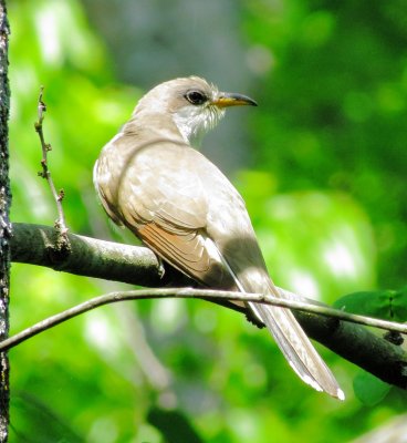 Yellow-Billed Cuckoo