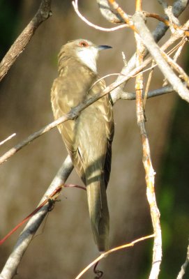 Black-Billed Cuckoo