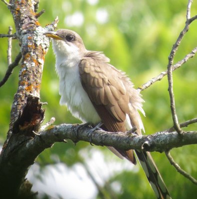 Yellow-Billed Cuckoo