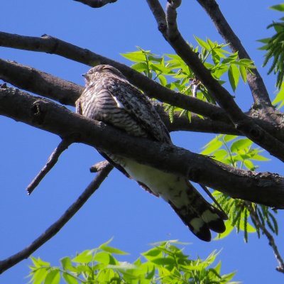Common Nighthawk
