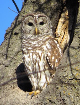 Barred Owl