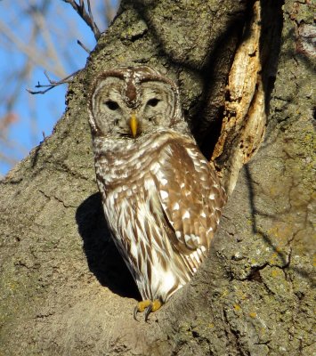 Barred Owl