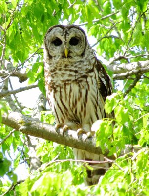 Barred Owl
