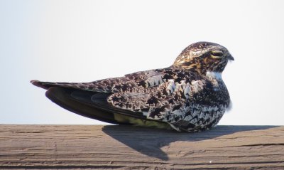 Common Nighthawk