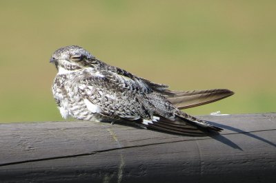 Common Nighthawk