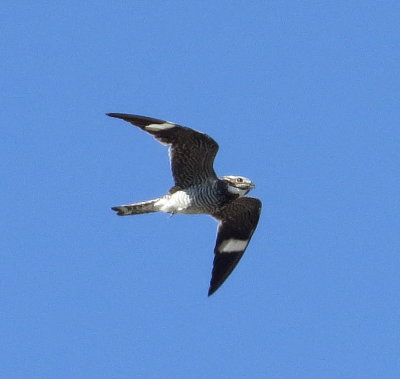 Common Nighthawk