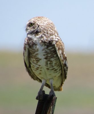 Burrowing Owl