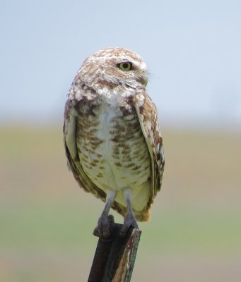 Burrowing Owl
