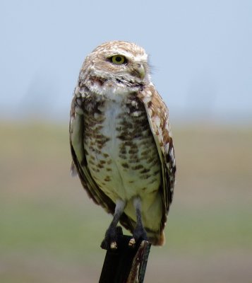 Burrowing Owl