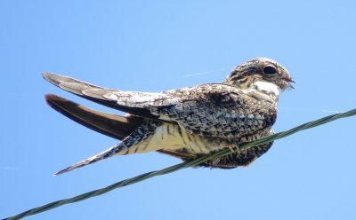 Common Nighthawk