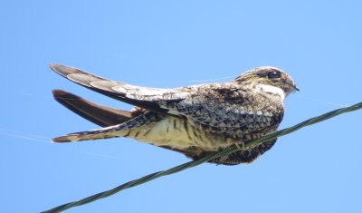 Common Nighthawk