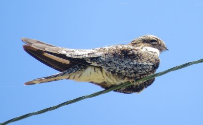 Common Nighthawk