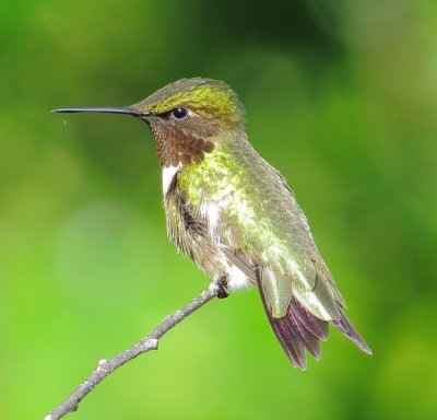 Ruby-Throated Hummingbird