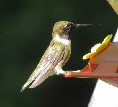 Black-Chinned Hummingbird