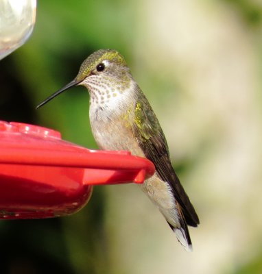 Broad-Tailed Hummingbird