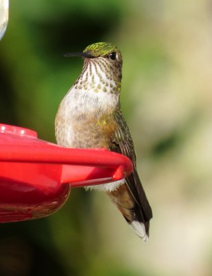 Broad-Tailed Hummingbird