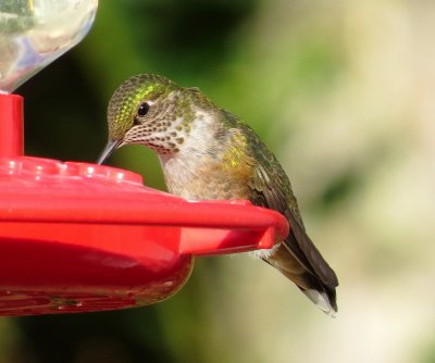 Broad-Tailed Hummingbird