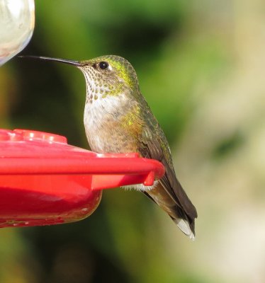 Broad-Tailed Hummingbird
