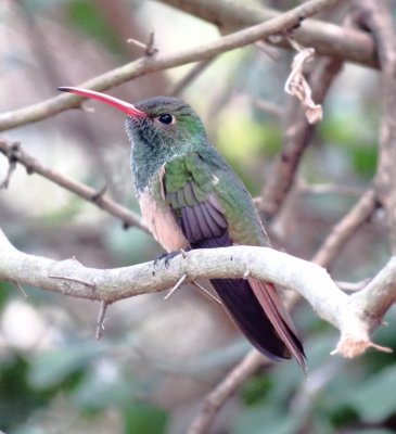 Buff-Bellied Hummingbird