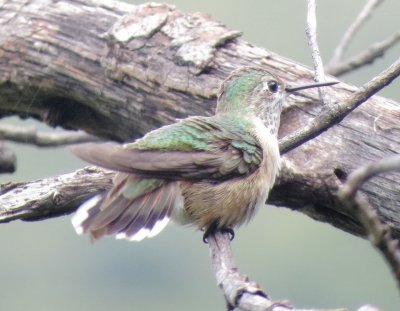Calliope Hummingbird