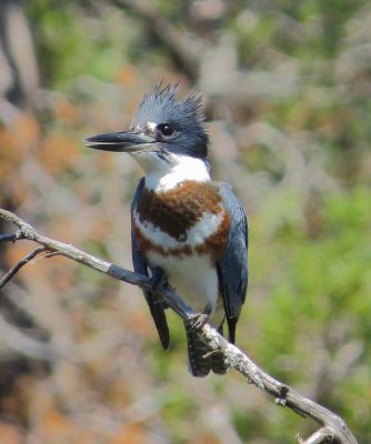 Kingfishers, Woodpeckers and Trogons