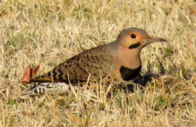 Northern Flicker