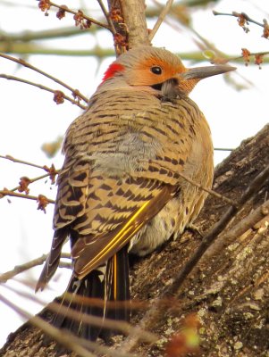 Northern Flicker