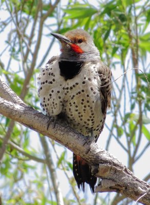 Northern Flicker