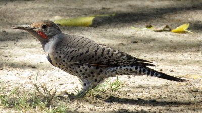 Northern Flicker