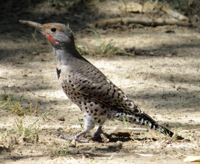 Northern Flicker