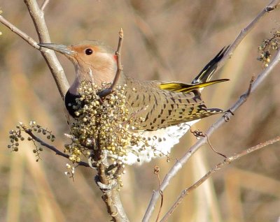 Northern Flicker