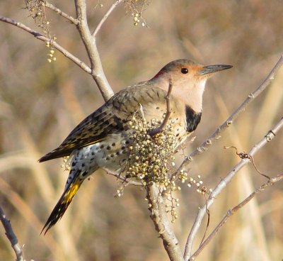 Northern Flicker