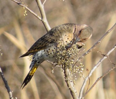 Northern Flicker