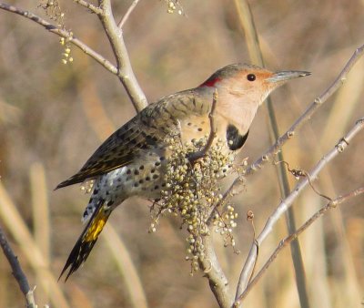 Northern Flicker