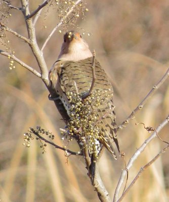 Northern Flicker