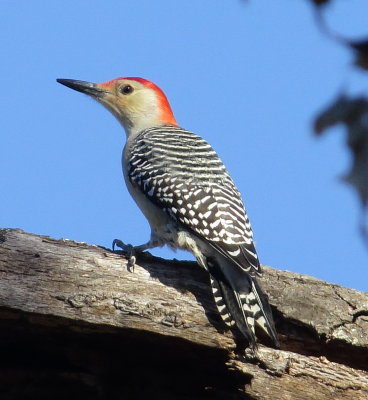 Red-Bellied Woodpecker