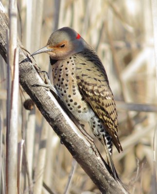 Northern Flicker