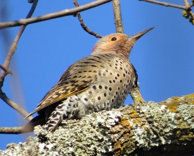 Northern Flicker