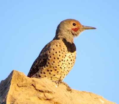 Northern Flicker