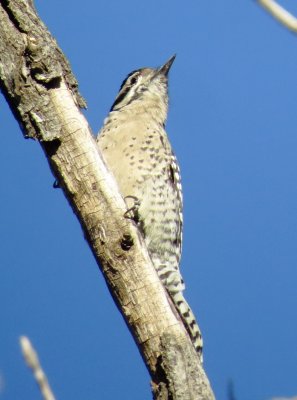 Ladder-Backed Woodpecker