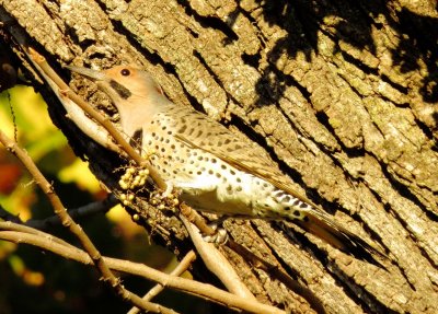 Northern Flicker