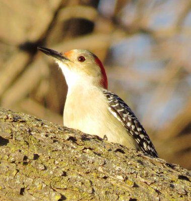 Red-Bellied Woodpecker