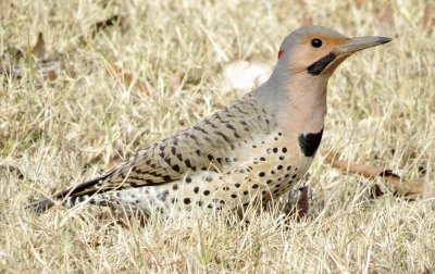 Northern Flicker
