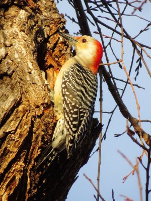 Red-Bellied Woodpecker