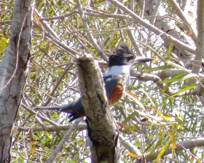 Ringed Kingfisher