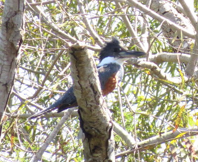 Ringed Kingfisher
