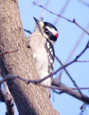 Downy Woodpecker