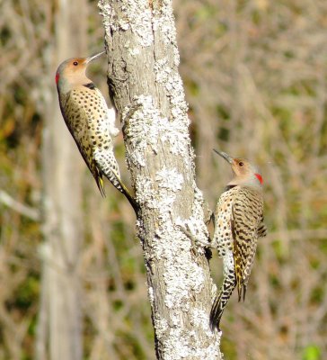 Northern Flicker